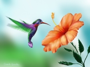 Garden Hummingbird