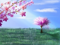 Windblown Cherry Blossoms